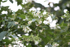 Nyctanthes arbor-tristis